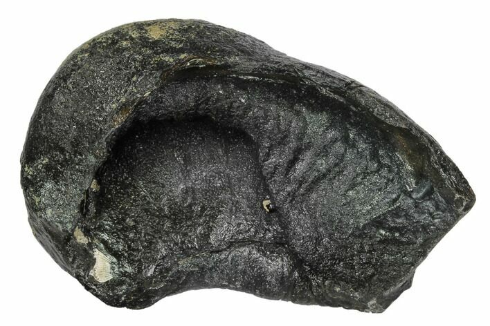 Fossil Whale Ear Bone - Miocene #99959